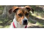 Adopt 6675 Poppie a Hound