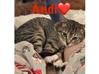 Adopt Andi to a Abyssinian, Domestic Short Hair