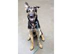 Adopt Gladius a German Shepherd Dog