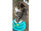 Adopt Camper Kitty- SUPER SWEET KITTEN! 5 mo/5 lbs a Tabby, Domestic Short Hair