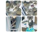 Adopt Camper Cuddle Kitty 5 mo/5 lbs - SWEET a Tabby, Domestic Short Hair