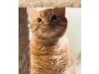 Adopt PEACHES (Pretty) Girl - YELLOW TABBY BEST! a Domestic Short Hair