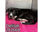 Adopt DELILAH a Mixed Breed