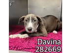 Adopt DAVINA a Mixed Breed