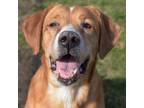 Adopt Ruby a Labrador Retriever