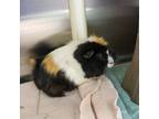 Adopt Max--Bonded Buddy With Ace a Guinea Pig