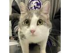 Adopt Peach a Domestic Short Hair