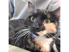 Adopt Lacee a Domestic Medium Hair