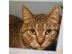 Adopt Lisa a American Shorthair