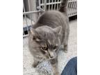 Adopt Periwinkle a Domestic Short Hair