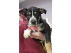 Adopt Bluey a Australian Cattle Dog / Blue Heeler