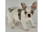 French Bulldog Puppy for sale in Bowling Green, KY, USA