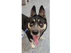 Adopt Billie a Siberian Husky, German Shepherd Dog