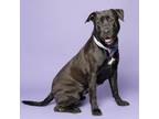 Adopt Bella a Labrador Retriever, American Staffordshire Terrier