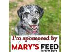 Adopt Tru 'Love' a Catahoula Leopard Dog, Labrador Retriever