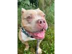 Adopt Bailey a Pit Bull Terrier, Mixed Breed