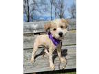 Adopt Juliet a Standard Schnauzer, Poodle