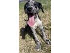 Adopt Janet a Great Dane, Mixed Breed