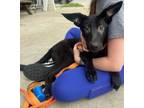 Adopt Eggplant a German Shepherd Dog, Mixed Breed