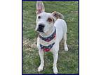 Adopt Lady Belle a Mixed Breed