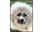 Adopt Timber a Great Pyrenees