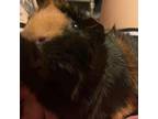 Adopt Persimmon a Guinea Pig