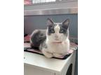 Adopt Meow Meow a Domestic Medium Hair, Domestic Short Hair