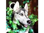 Adopt Rue a Siberian Husky