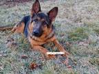 Adopt Skylite a German Shepherd Dog