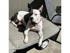 Adopt Marley a American Staffordshire Terrier