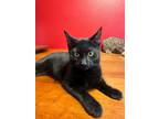 Adopt Mindy a Domestic Short Hair