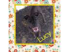 Adopt Lucy a Pit Bull Terrier