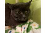 Adopt Natasha a Domestic Short Hair