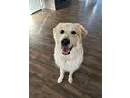 Adopt Birdie Courtesy Post 374 a Great Pyrenees
