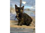 Adopt Mystic a Domestic Short Hair