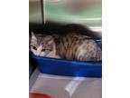 Adopt Bonita a Domestic Short Hair