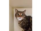 Adopt Swaggy / Patches a Domestic Short Hair
