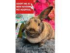 Adopt TOFFEE a Bunny Rabbit