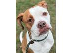 Adopt Athena a Pit Bull Terrier, Mixed Breed