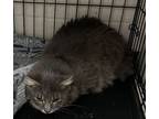 Adopt FiFi a Domestic Medium Hair, Domestic Short Hair