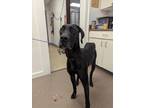 Adopt Luna a Great Dane