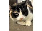 Adopt Laser Lemon a Domestic Short Hair