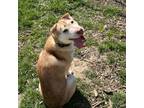 Adopt Shari a Shar-Pei, Siberian Husky