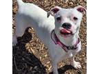 Adopt Penelope a Boxer, Staffordshire Bull Terrier