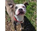 Adopt Livvi a Pit Bull Terrier, Mixed Breed