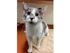 Adopt Lily a Domestic Short Hair