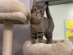 Adopt Pez - @ Pet Supplies Plus Whitestown a Domestic Short Hair