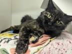 Adopt Almeda a Domestic Long Hair, Domestic Short Hair