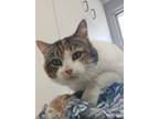 Adopt Abilene a Domestic Short Hair