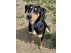 Adopt Ella a Australian Shepherd, Mixed Breed